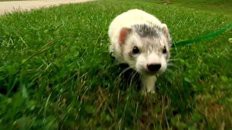 Amazon.com: The Pursuit of Excellence: Ferrets : David